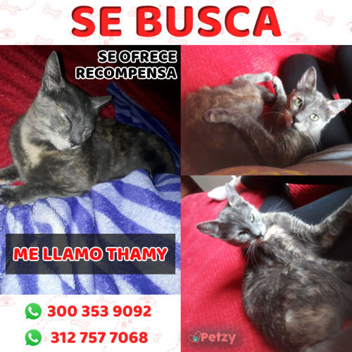 Foto de mascota Thamy