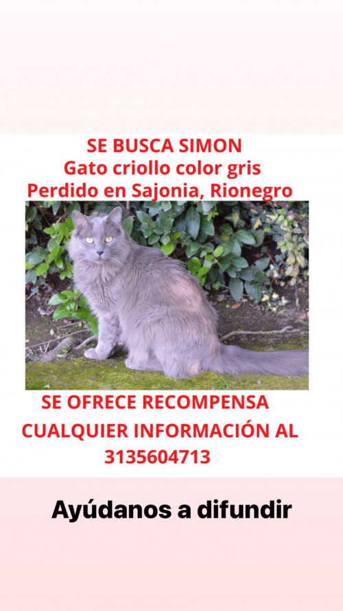 Simón
