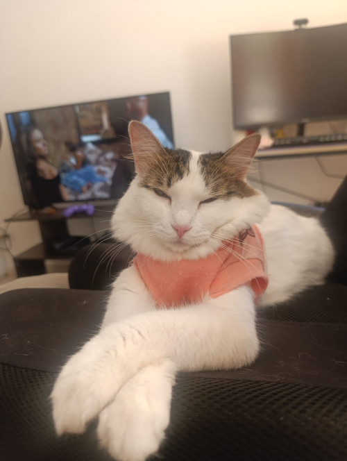 Mizu