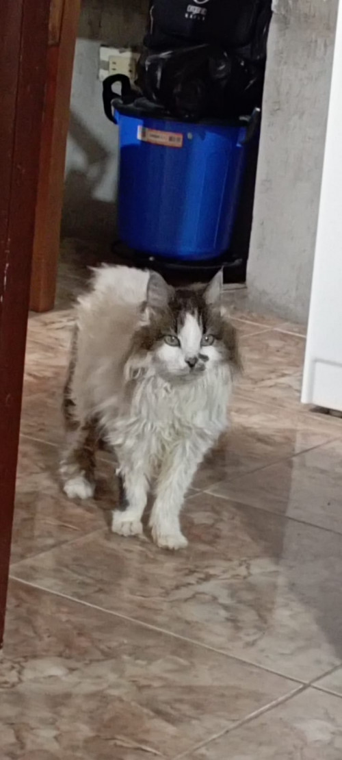 Peluza