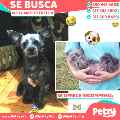 Foto de mascota Estrella