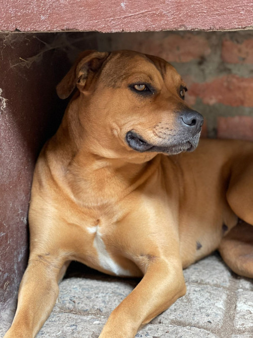 Canela 