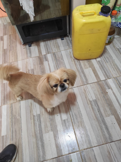 Mateo