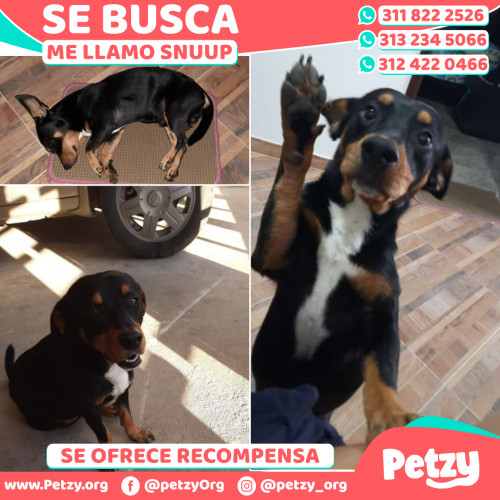 Foto de mascota Snuup