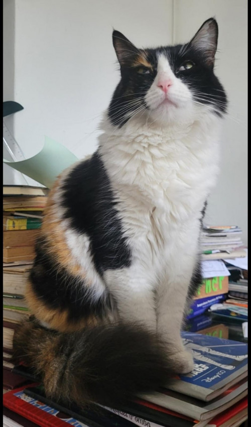 Frida