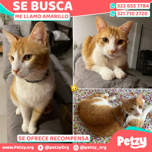 Foto de mascota Amarillo