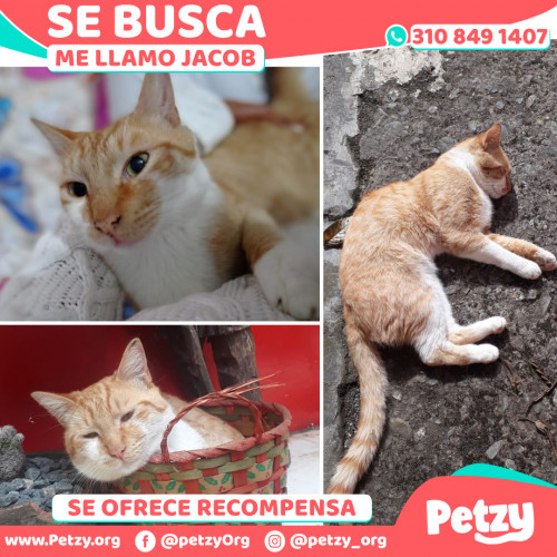 Foto de mascota Jacob O Jacobito