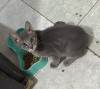Foto de Patroclo en Pitalito Huila #0