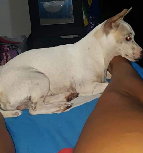 Zeus