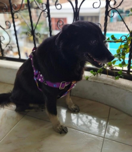 Niña