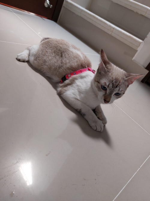 Kiara 