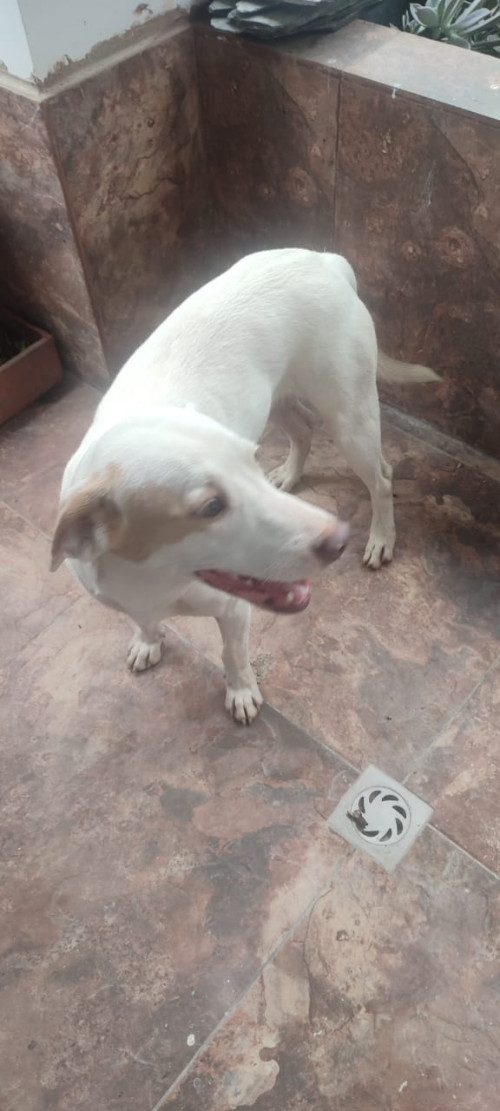 La Familia De Este Perrito