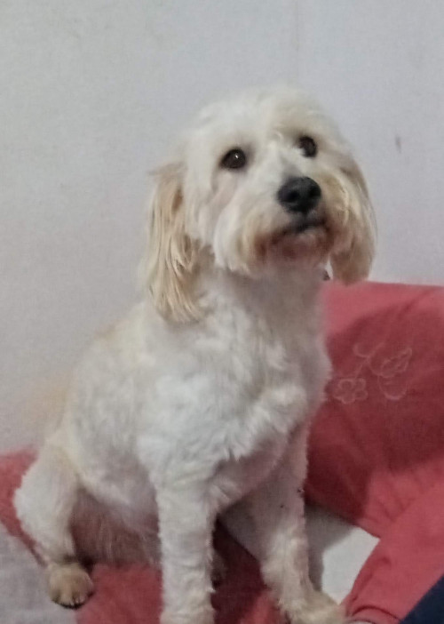 Teddy