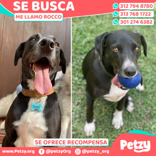 Foto de mascota Rocco