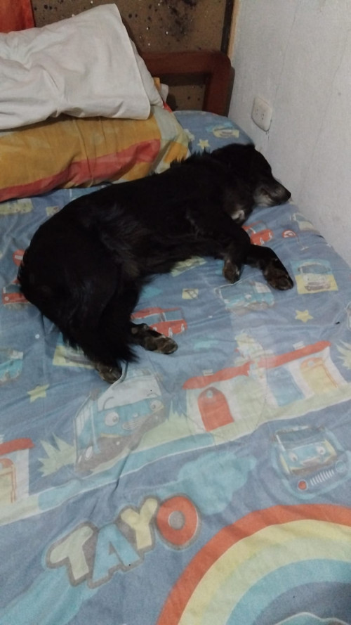 Negro O Negrito