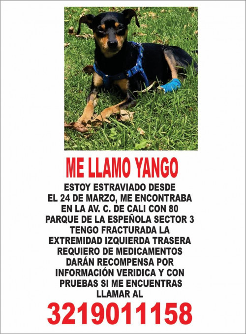 Yango