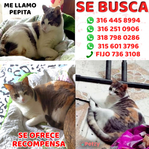 Foto de mascota Pepita