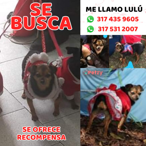 Foto de mascota Lulú