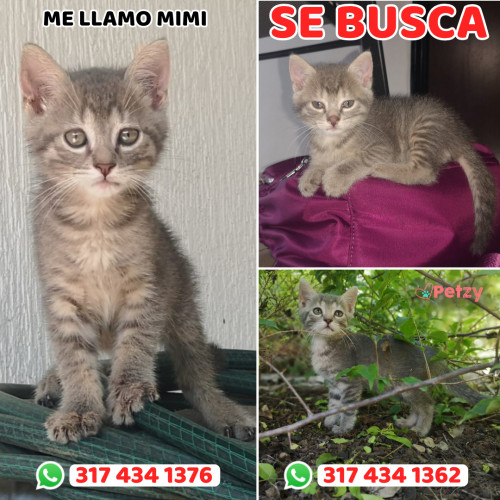 Foto de mascota Mimi