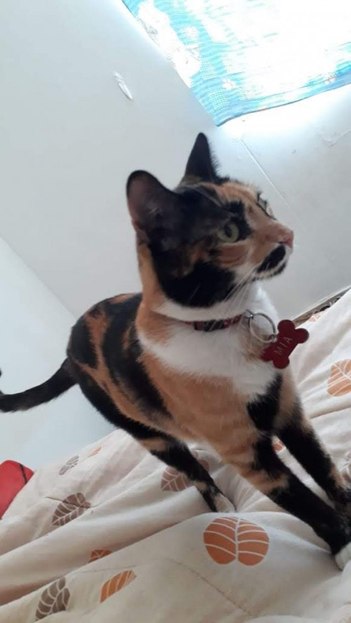 Mía