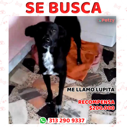 Foto de mascota Lupita