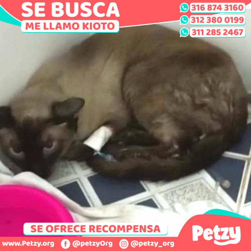 Foto de mascota Kioto