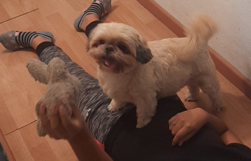 Benji