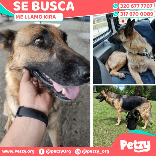 Foto de mascota Kira