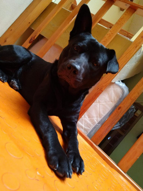Toby