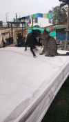 Foto de Zoe en Mosquera Cundinamarca #1