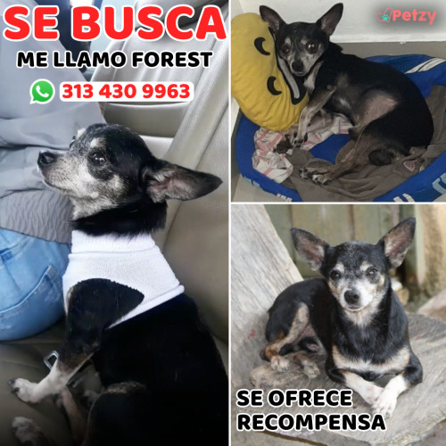 Foto de mascota Forest