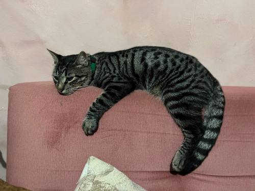Miguel