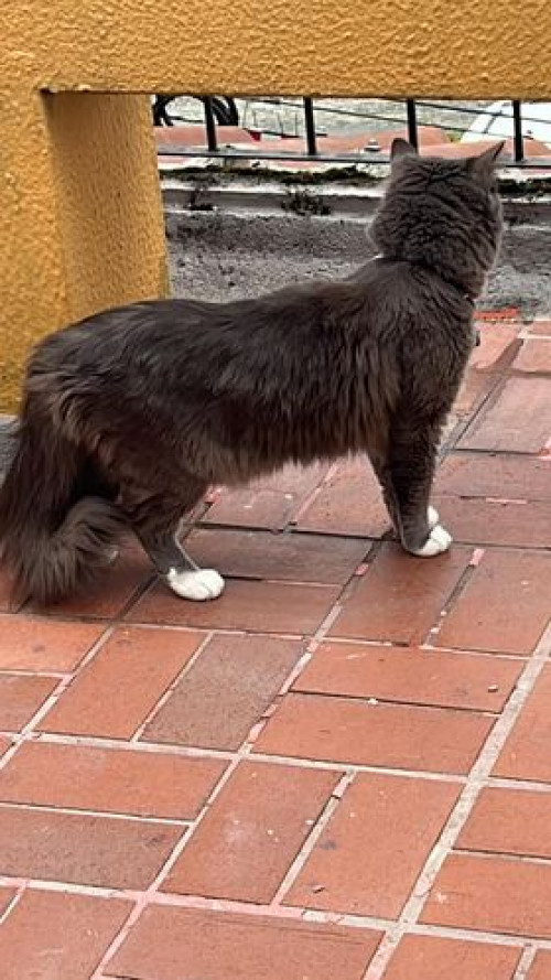 Merlín