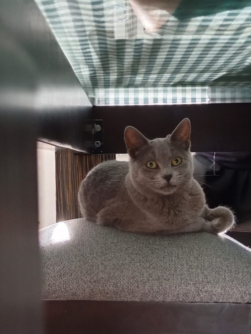 Milú