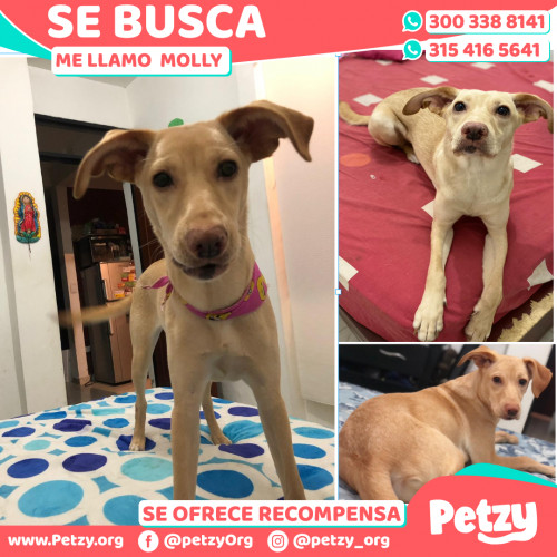 Foto de mascota  Molly 