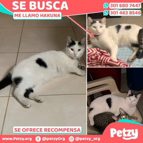 Foto de mascota Hakuna