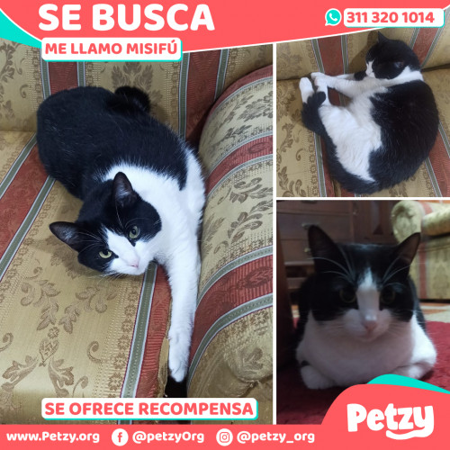 Foto de mascota Misifú