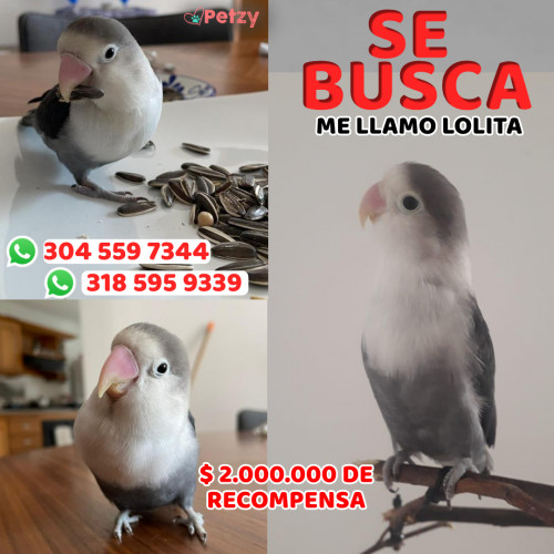 Foto de mascota Lolita 
