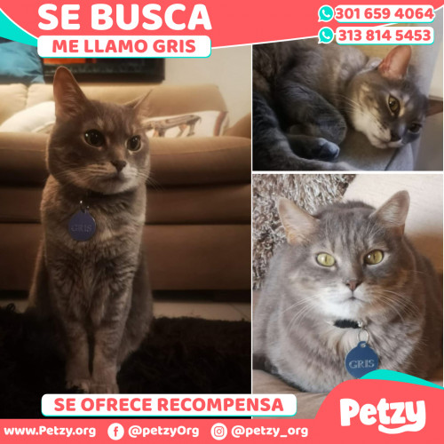 Foto de mascota Gris