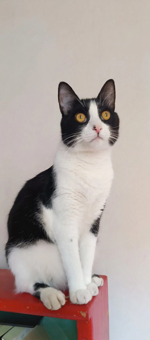 Merlin