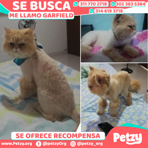 Foto de mascota Garfield