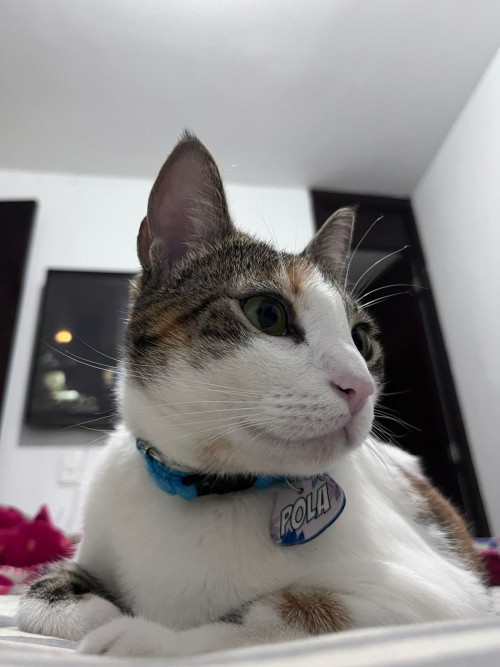 Pola