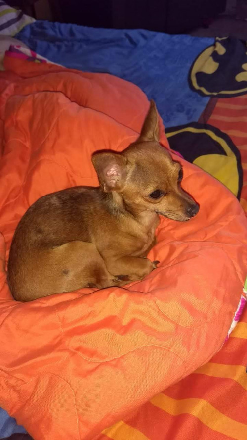 Lulú