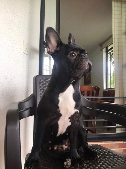 Bonnie