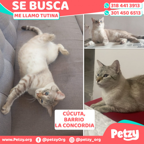 Foto de mascota Tutina