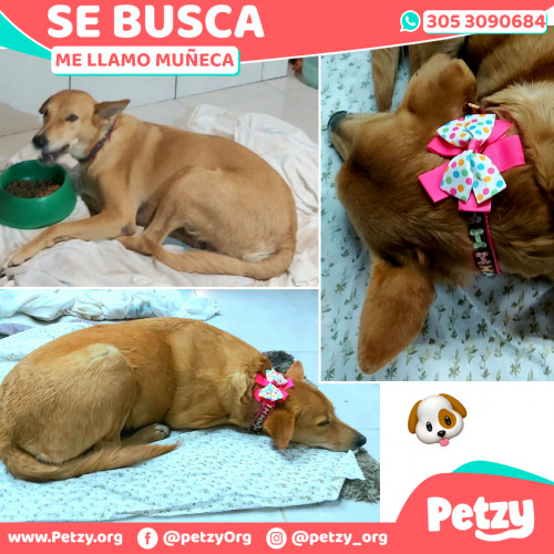 Foto de mascota Muñeca