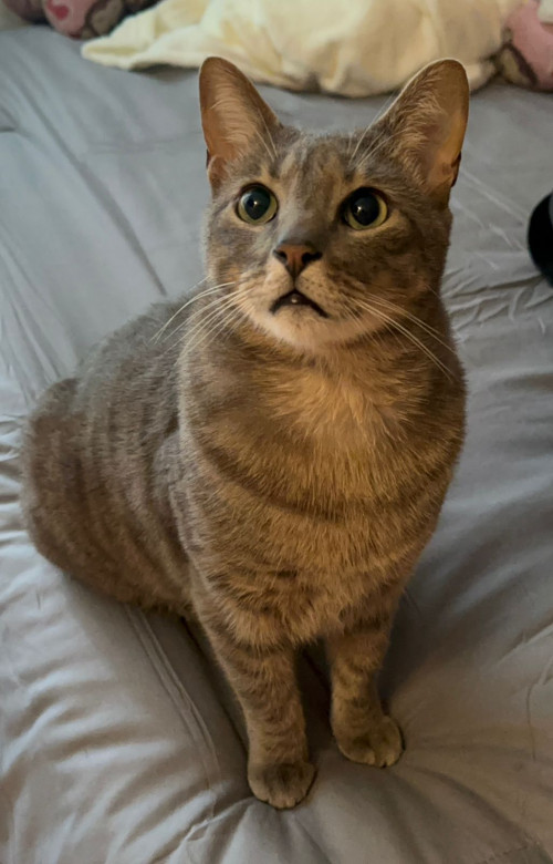 Merlín