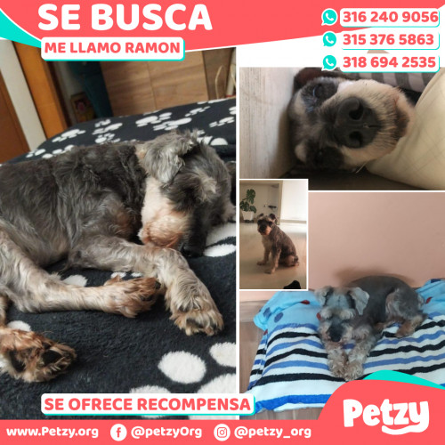 Foto de mascota Ramon