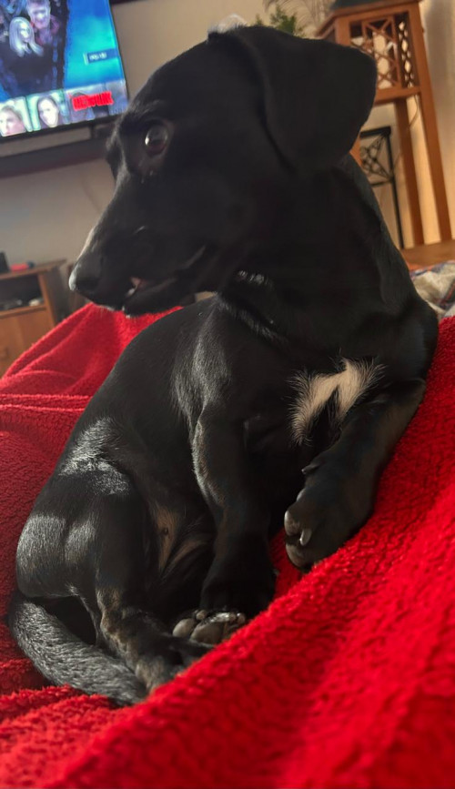 Nala