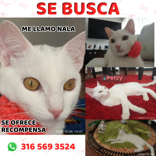 Foto de mascota Nala